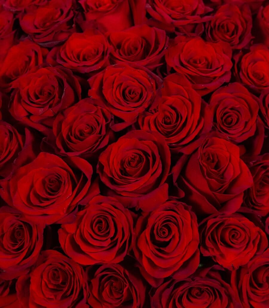 Flora Ria Red Roz Bouquet of 101 Red Roses Price 2,100 AED • La Vie en Rose Flower Shop Dubai
