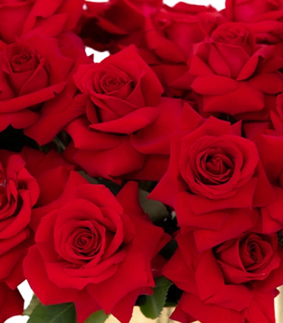 Flora Ria Red Roz Box of 69 Red Roses - Red Romance • La Vie en Rose Flower Shop Dubai ...